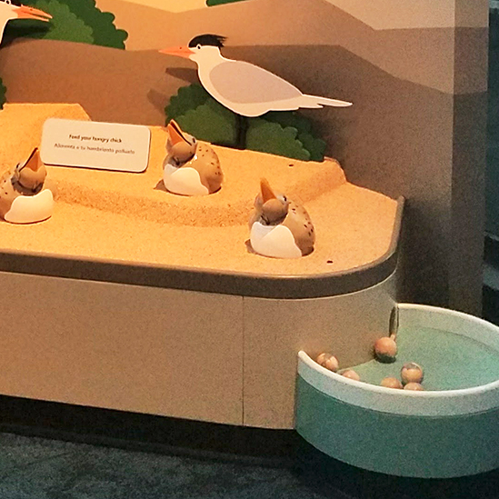 sea bird feeding chicks exhibit